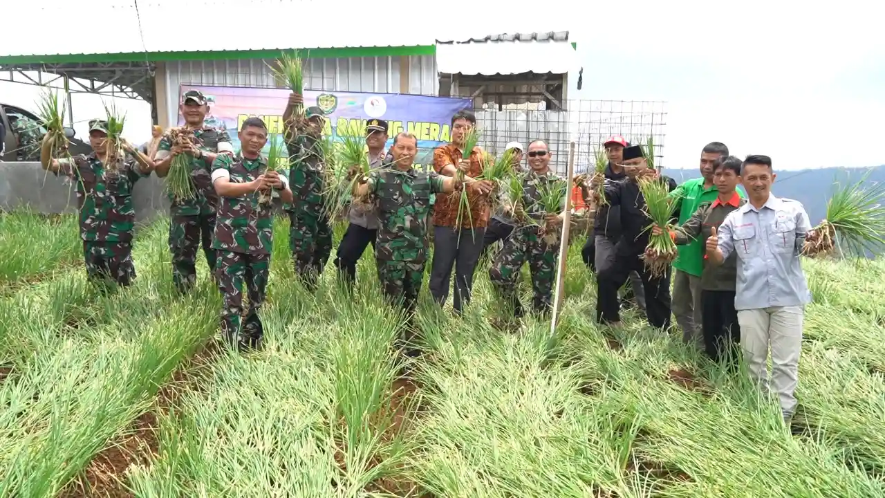 Danrem 063/Sunan Gunung Jati Panen Bawang Merah di Kabupaten Majalengka