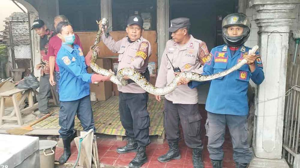 Warga Gebang Kabupaten Cirebon Dikejutkan Ular Piton Jatuh ke Meja Makan